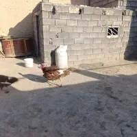 بوقلمون و مرغ و خروس