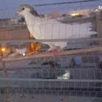 پرنده|پرنده|مشهد, خواجه ربیع|دیوار