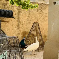 پرنده|پرنده|ایلام, |دیوار