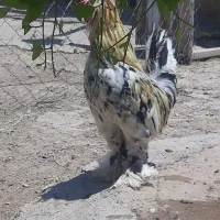 خروس سلطان