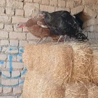 بقلمون