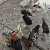 مرغ و خروس و اردک خونگی درجه یک