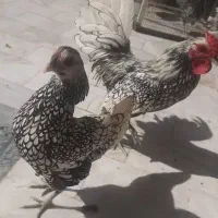 مرغ وخروس سبرایت