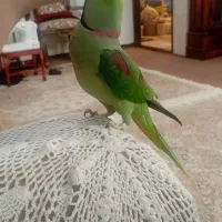 شاه طوطی گمشده