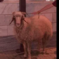 خدمات قصابی سیار و ذبح شرعی بره و کهره