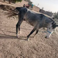 اسب سواری