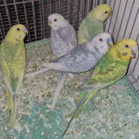 مرغ عشق عروس هلندی