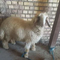 گوسفند