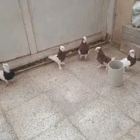 ۵ تا طوقی