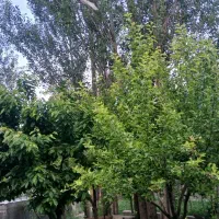 باغ چهاردیواری متری ۴میلیون راه ارجستان