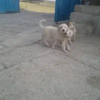 واگذاری سگ
