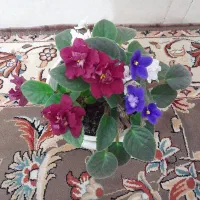 ۶ گل|گل و گیاه طبیعی|اردبیل, |دیوار