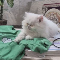 واگذاری غیررایگان کوچولوی نژاددار