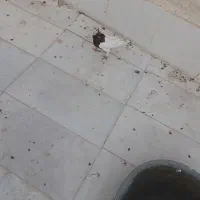 کبوتر فروشی