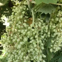 غوره|خوردنی و آشامیدنی|کوهنانی, |دیوار