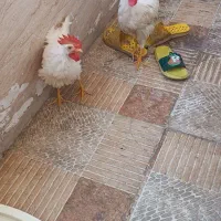 خروس سرحال