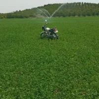 فروش  ۲هکتار یونجه ی خالص . بصورت ایستاده