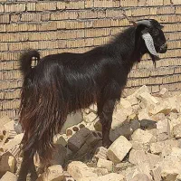 کهره نر