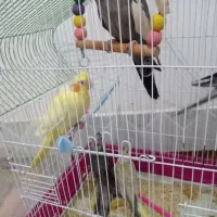 عروس هلندی