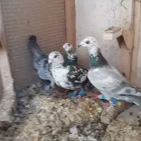 کفتر ماده عطیغه