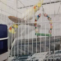 عروس هلندی نر و ماده