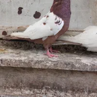 ماده سرور و رنگی