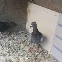 جفت جوجه المانی
