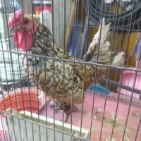 خروس