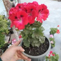 اژدر یا قلم قاش