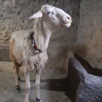 بره قوج