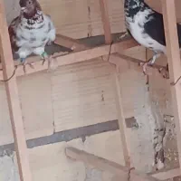 دوتا ماده به شرط