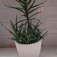گل و گیاهان