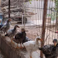 15 عدد جوجه محلی اصیل اصیل کرک شو