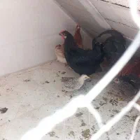 مرغ و خروس