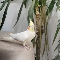 عروس هلندی سخنگو واوازخوان نروماده