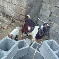 دوعدد بز چاق