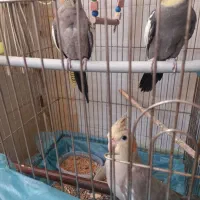 عروس هلندی مولد باجوجه سه ماه