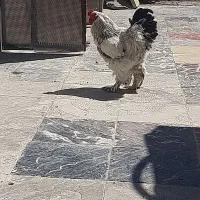 مرغ و خروس