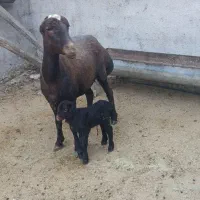 ۳۷ راس گوسفند جوان آبستن بره دار