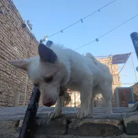 سگ واکسن خورده بازیگوش و باهوش