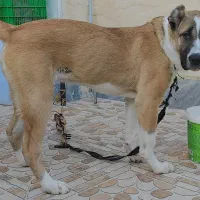 فروش الابای نر وارداتی