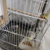 عروس هلندی