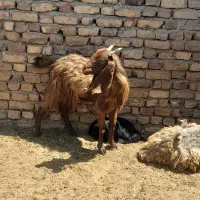 بز ماده