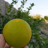 نگهبانی کشاورزی و باغبانی  نخل خرما در شهرستان بم