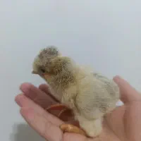 جوجه کاکلی و محلی زبر و زرنگ