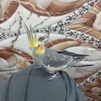 عروس هلندی سخنگو