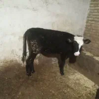گوساله ماده تبریز