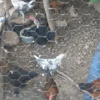 جوجه مرغ محلی