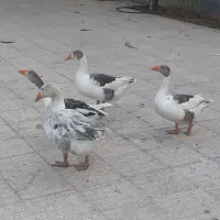 غاز