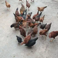 جوجه مرغ محلی